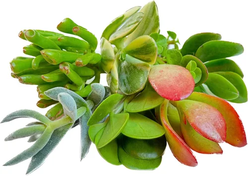 Vista 3 de Surtido de esquejes vivos de plantas de jade, 7 piezas incluidas (7 piezas variedades de jade surtidas)