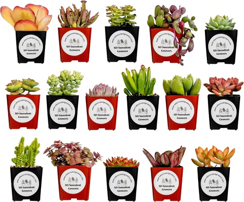 Vista 8 de Paquete misterioso de plantas suculentas vivas, variedad de plantas bien enraizadas en macetas de 2 pulgadas, plantas de interior reales, pequeñas