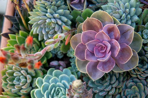Vista 2 de Mezcla de semillas suculentas, más de 30 semillas, mezcla de especies de Echeveria, enviados desde Iowa, EE. UU. - Cultiva cactus suculentos exóticos