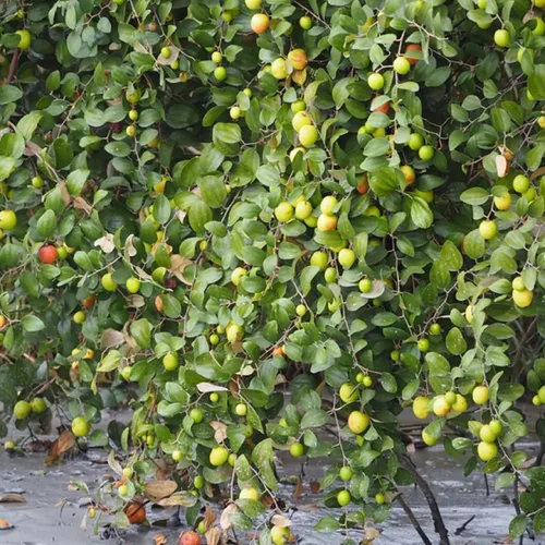 Vista 5 de CHUXAY GARDEN Ziziphus Mauritiana-Azufaifa india, ciruela india, fecha, volcadas de manzana 10 semillas de árboles frutales tropicales Jardinería