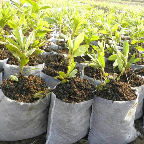 Vista 6 de Tarklanda 200 bolsas de vivero para plantas, biodegradables no tejidas para plantas, bolsas de tela para plantas de semillero, bolsas para plantas