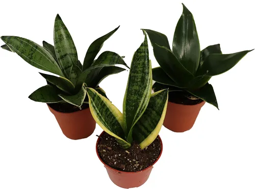 Vista 3 de Sansevieria Black Gold - 2" de California Tropicals