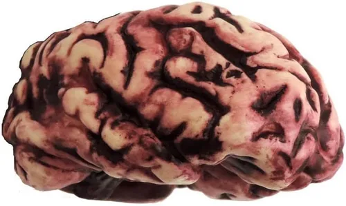 Vista 2 de Simulaciones de partes del cuerpo, cerebro, 1/pkg, Pkg/, talla única , Multicolor