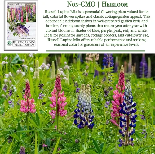 Vista 3 de Russell Mix - Semillas de flores de altramuz (Lupinus perennis) – Más de 150 semillas sin OMG y reliquias de Isla's Garden Seeds, flores perennes