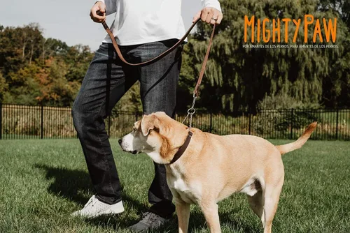 Vista 4 de Collar Martingala para Perros Mighty Paw - Diseño Anti-Tirón - Cadena de Acero Inoxidable - Entrenamiento Limitado con Correa de Cincha - Collar