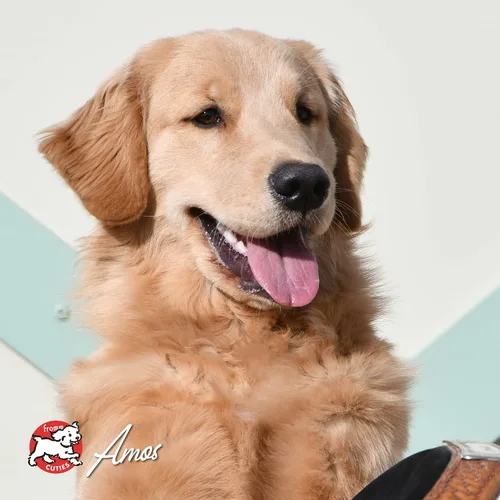 Vista 9 de Fromm Four-Star Nutritionals Surf & Turf - Alimento seco prémium para perros - Receta de salmón - 26 libras
