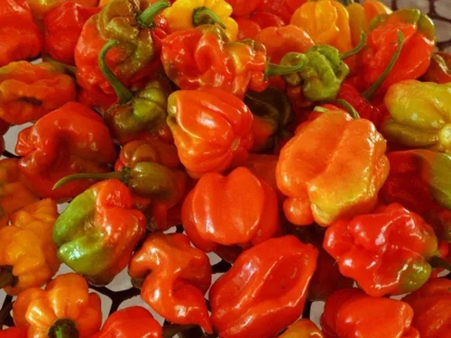 Vista 2 de Aji Dulce Red Sweet Venezuelan National Pepper Semillas premium para plantar paquete + más