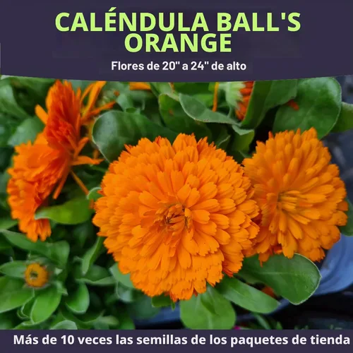 Vista 4 de Bolas de caléndula naranja - Paquete grande de 1 onza - 3,500 semillas de flores para plantar - Calendula officinalis