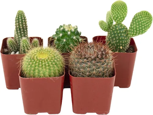 Vista 2 de Compra Suculentas Colección Can't Touch This Surtido de plantas de cactus de interior vivas, seleccionadas a mano, completamente arraigadas