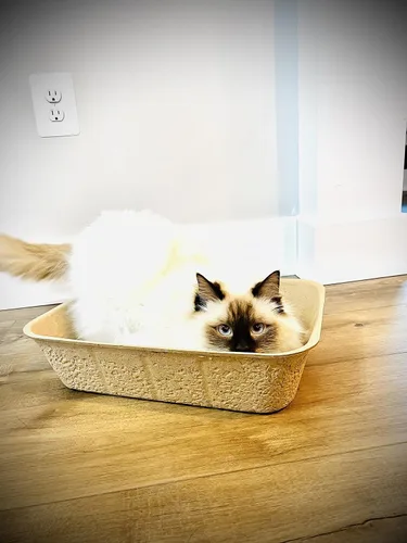 Vista 2 de Midlee Cajas de arena desechables para gatos, paquete de 5 bandejas portátiles de viaje para mascotas