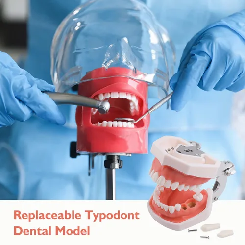 Vista 2 de Cabeza de maniquí de simulador dental, modelo de dientes Typodont, maniquí de entrenamiento de cabeza fantasma con soporte de banco fijo