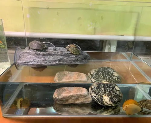 Vista 4 de YZHZOM Plataforma para tomar el sol de tortuga con ventosas, terraza flotante de descanso para ranas, terrapinas y tortugas