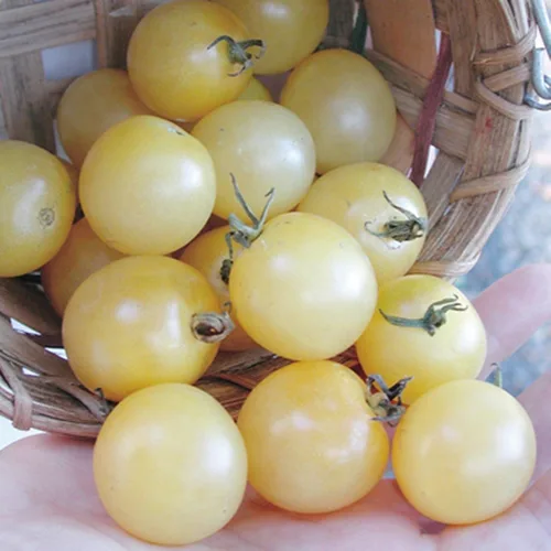 Vista 3 de Semillas Italiano Hielo Cherry Tomate Blanco Indeterminado No GMO