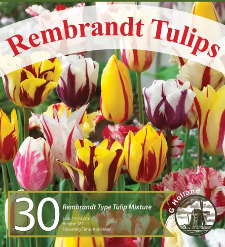 Vista 2 de Mezcla de Tulipanes Rembrandt - 30 bulbos de tulipán perennes