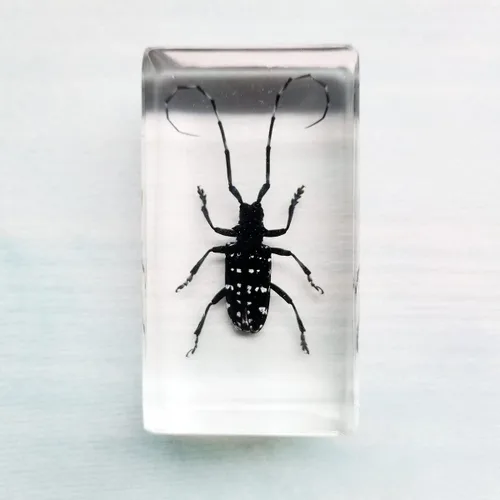 Vista 6 de Especímenes reales de insectos de escarabajo de cuernos largos en manualidades de pisapapapeles, colección de taxidermia de animales para educación