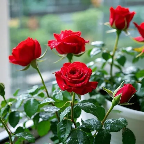 Vista 3 de Más de 299 semillas de flores de rosas, regalo romántico para amantes y jardineros, flores fragantes y coloridas para cualquier ocasión