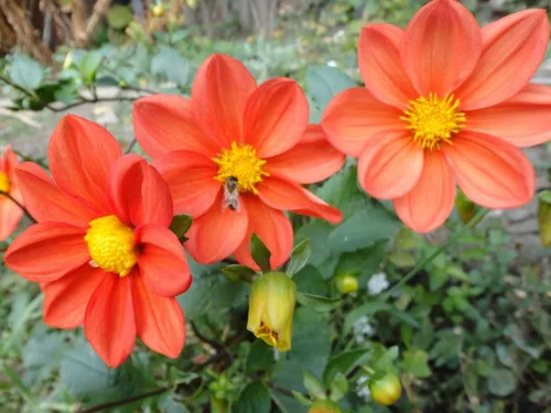 Vista 5 de Semillas Flores Dalia Funny Guys Mix - 70 Semillas