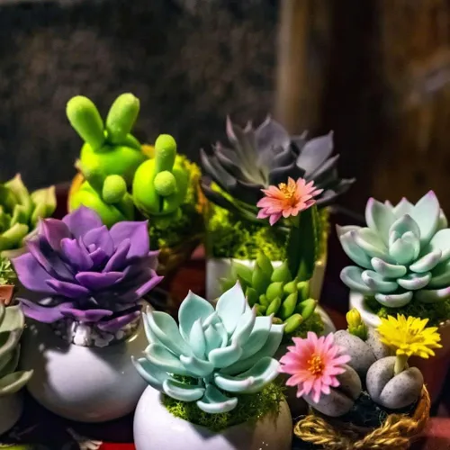 Vista 2 de Suculentas Mezcla De Planta Rara Exótica Cactus Flor Suculentas 200 Semillas