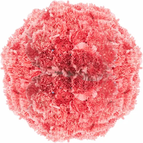 Vista 7 de GlobalRose 100 flores de clavel rosa – Claveles de flores frescas de origen responsable – Ramo fresco seleccionado a mano para graduación