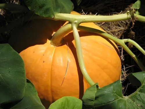 Vista 4 de Big Max - Semillas de calabaza (Cucurbita Maxima) – Calabazas gigantes para decoración de otoño, tallado y horneado Variedad sin OMG, alto