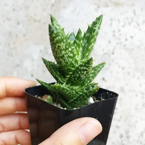 Vista 4 de Aloe Juvenna Tiger Tooth Aloe Suculentas (2 pulgadas) – Suculentas con poca luz de 2 pulgadas – Suculentas de interior de fácil cuidado – Planta