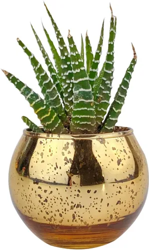Vista 4 de Haworthia 'Zebra Plant' - Suculenta puntiaguda de aloe a rayas blancas (6 pulgadas)