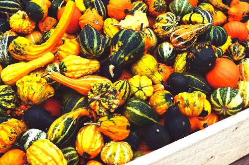 Vista 4 de Mezcla decorativa de semillas de calabaza ornamental, mezcla de calabaza ornamental, 10 semillas sin OMG para plantar