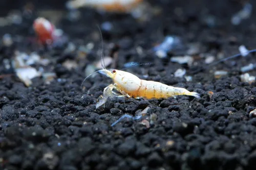 Vista 7 de Camarones vivos para acuario de agua dulce - Caridina (Black King Kong, 5 unidades)