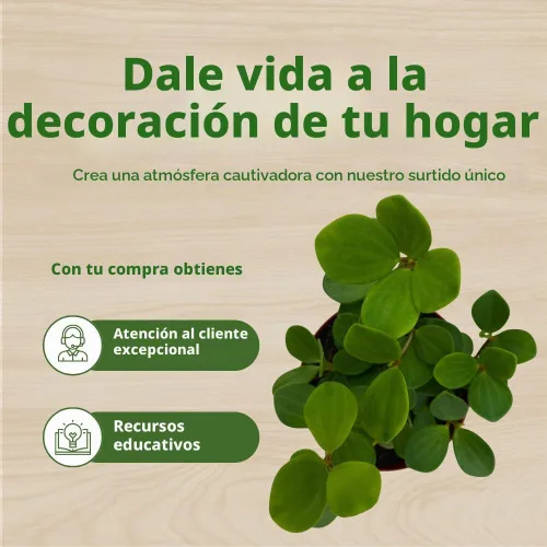 Vista 6 de BubbleBlooms Peperomia Esperanza en una olla rotundifolia de 4 pulgadas