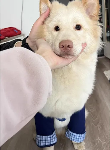 Vista 6 de Coderas de perro de estilo formal, rodilleras delanteras para perros grandes, protección contra heridas y soporte antilamer para piernas o Azul