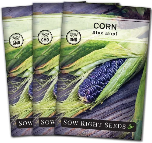 Vista 8 de Sow Right Seeds - Semilla de Maíz Azul Hopi para plantar - Paquete de reliquia sin OMG con instrucciones para plantar y cultivar un jardín