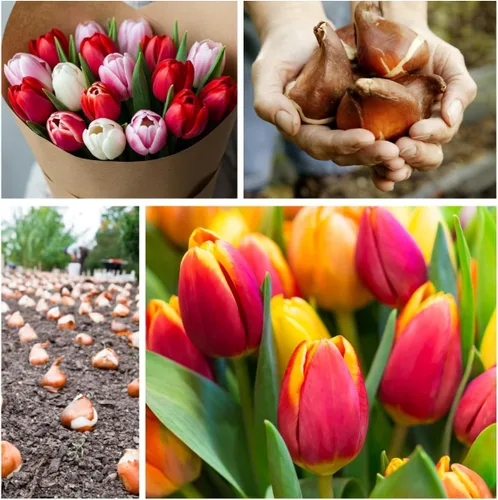 Vista 2 de Bulbos de tulipanes de colores mixtos para plantar (25 bombillas)