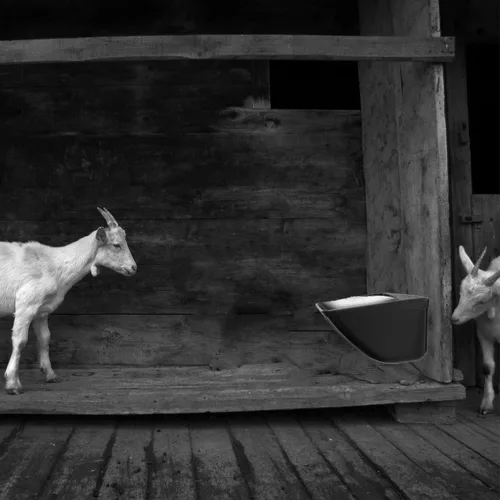 Vista 7 de Alimentador de valla colgante para pollo, pato, cabra, cerdo y aves de corral, comedero para pollo, contenedor de alimentación para ganado (negro)