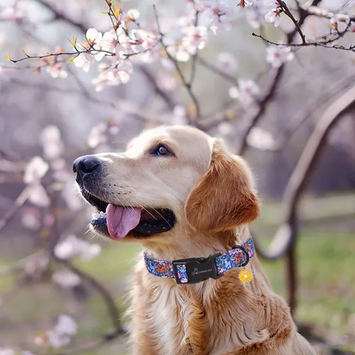 Vista 73 de Aring Pet Collar de algodón, ligero y ajustable, con hebilla de liberación rápida, para perros pequeños, medianos y grandes, para cachorros, S, Hoja