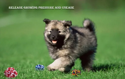 Vista 5 de Juguete masticable para mascotas, cuerda de algodón con tejido de nudos, bola pequeña para perros y gatos, paquete 3 en uno