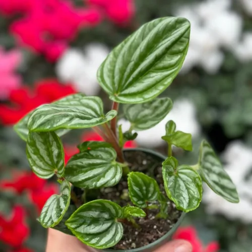 Vista 4 de Peperomia Ecuador Live Plant - Pet-Safe Indoor Decor