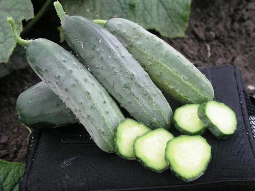 Vista 2 de Semillas Pepino Arbusto Regalo Decapado Polinización Abierta Vegetal No OGM
