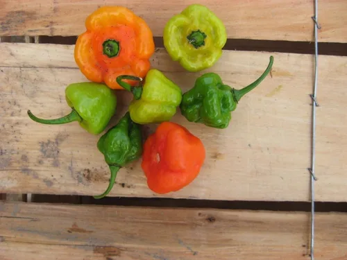 Vista 2 de AJI DULCE #1, semillas de pimiento, conocido como ajicitoo, aji gustoso, ají cachucha y dulce (25 semillas)