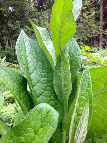 Vista 2 de Live Russian Comfrey Root, Bocking 14 Cultivar por Verdant Treasures