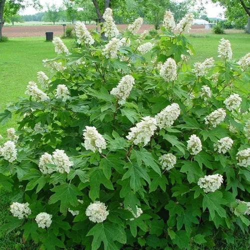Vista 3 de CHUXAY GARDEN 50 semillas de hortensias quercifolia, hortensia de hoja de roble, hortensia de hoja de roble, llamativa planta de paisajismo que