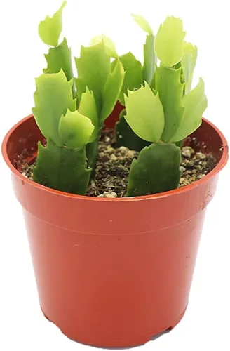 Vista 8 de Haworthia Zebra Succulent - 4" de California Tropicals