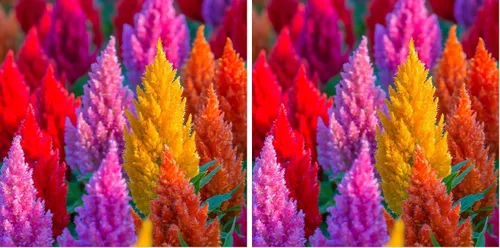 Vista 4 de Celosia Plumosa Mix Plumed Cockscomb Celosia Argentea Más de 200 Semillas de Flores de Jardín Multicolor
