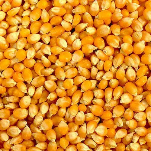 Vista 2 de Country Creek Acres - Semillas de palomitas de maíz amarillas para cultivar semillas de jardín de polinización abierta OP sin OMG, 25 semillas