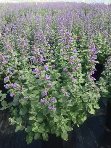 Vista 2 de Nepeta muss. 'Blue Wonder' (Catmint) Perenne, flores azules, 1 - Contenedor