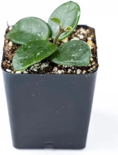 Vista 8 de Josh's Frogs Hoya - Planta de cera (flor de cera común)