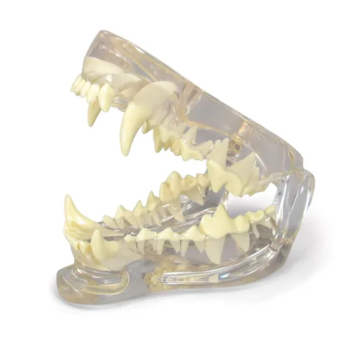 Vista 7 de GPI Anatomicals Modelo de mandíbula canina con dientes para anatomía canina