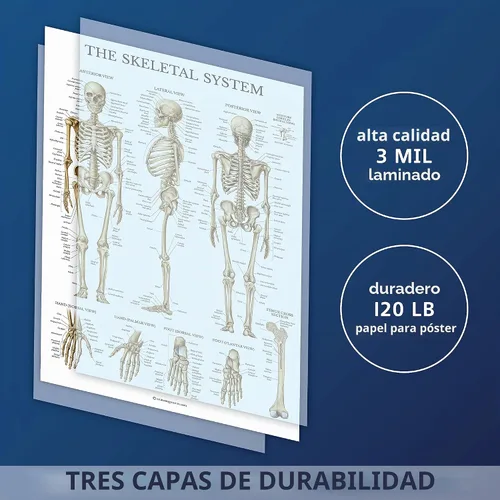 Vista 3 de Palace Learning Skeletal System Anatomical Chart - LAMINATED - Human Skeleton Anatomy Poster (18" x 24")