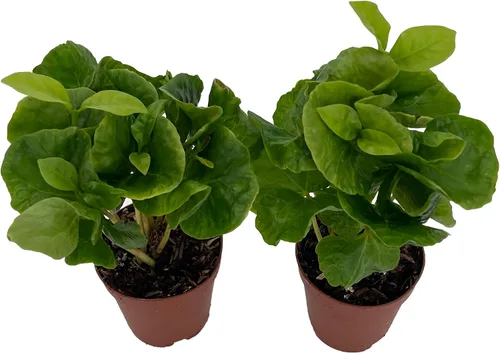 Vista 2 de Hirt's - Plantas de grano de café arábica, paquete de 2 macetas de 2 pulgadas, cultiva tu propio café
