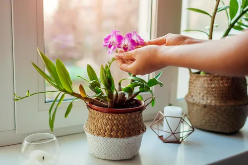 Vista 6 de Bombilla solar 50240 Better Gro Dendrobium Mix, 8 cuartos de galón, natural Marrones