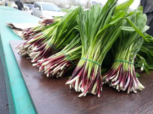 Vista 5 de Semillas Hierba Ramsons (Ajo Salvaje) - 50 Semillas
